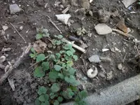 Feurt13.webp