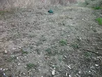 Feurt15.webp