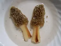 4-20-10-bottles & shrooms 005.webp