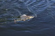 26041281_harius1.webp