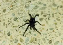 horse spider.webp