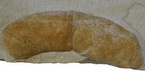 CrocodileCoprolite2560.webp