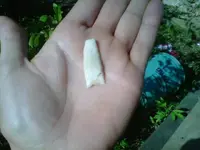 IMG00220-20100519-0828.webp