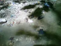 IMG00208-20100518-1419.webp