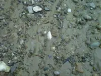 IMG00212-20100518-1648.webp