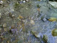 IMG00213-20100518-1728.webp