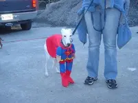why-dogs-bite-1.webp