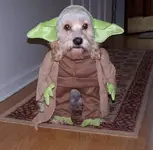 why-dogs-bite-2.webp