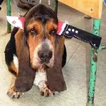 why-dogs-bite-3.webp