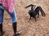 why-dogs-bite-4.webp