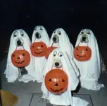 why-dogs-bite-5.webp