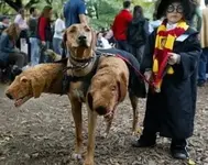 why-dogs-bite-7.webp