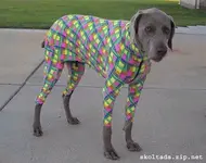 why-dogs-bite-8.webp
