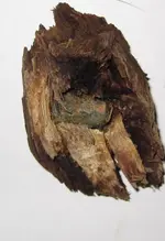 kapina7.webp