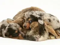 At peace with the world.webp