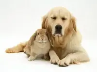 Buddies.webp