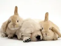 Contentment.webp
