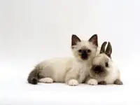 Cuties.webp