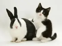 Look-a-likes.webp