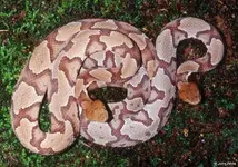 northern_copperhead_x2.webp