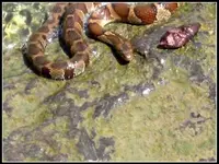 snake.webp