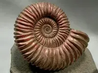 Ammonite-5-1024.webp