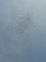 gnats.webp