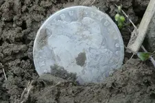 close up of dollar.webp