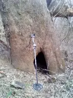 TreeHollow.webp