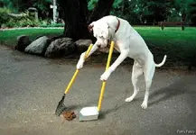 SmartDog.webp