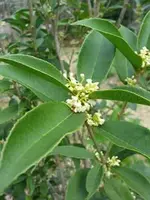 Sweet%20olive.webp
