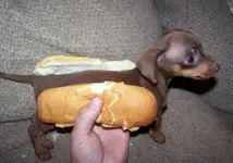 hotdog.webp