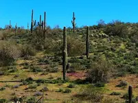 Near%20Kingman%20Arizona.webp
