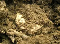 Gold Coin 001.webp