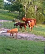 moo moo\'s 008.webp