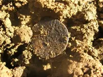 Gold Coin 018.webp