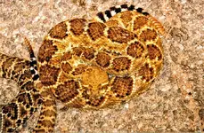 snake-a.webp