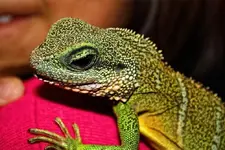 snake-c.webp
