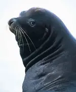 Seal.webp