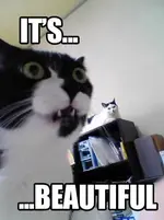 cat_its_beautiful.webp