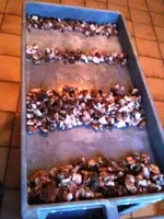 bulk fire agate.webp
