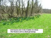 Flower field.webp