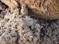 sun 008.webp
