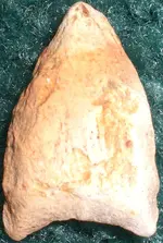 CIMG0651.webp