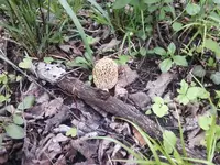 Morel.webp