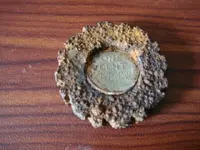 \'48 wheat in cutter rev [640x480].webp