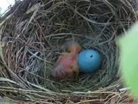 05-20-2010OneRobinOneEgg.webp