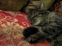 cat2.webp