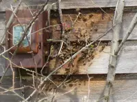 tnet photos 207.webp