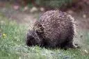 porcupine.webp